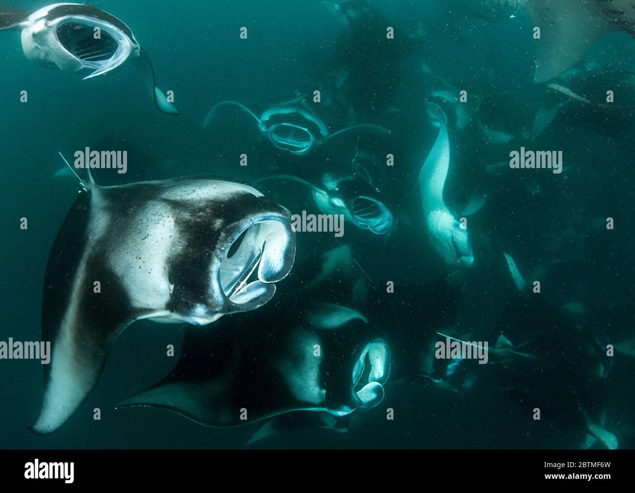 Large group of manta rays feeding on copepods, Hanifaru Bay, Maldives