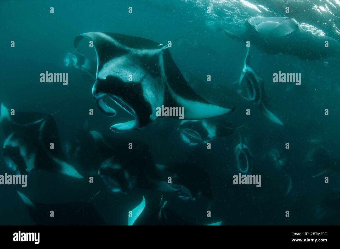 Large group of manta rays feeding on copepods, Hanifaru Bay, Maldives