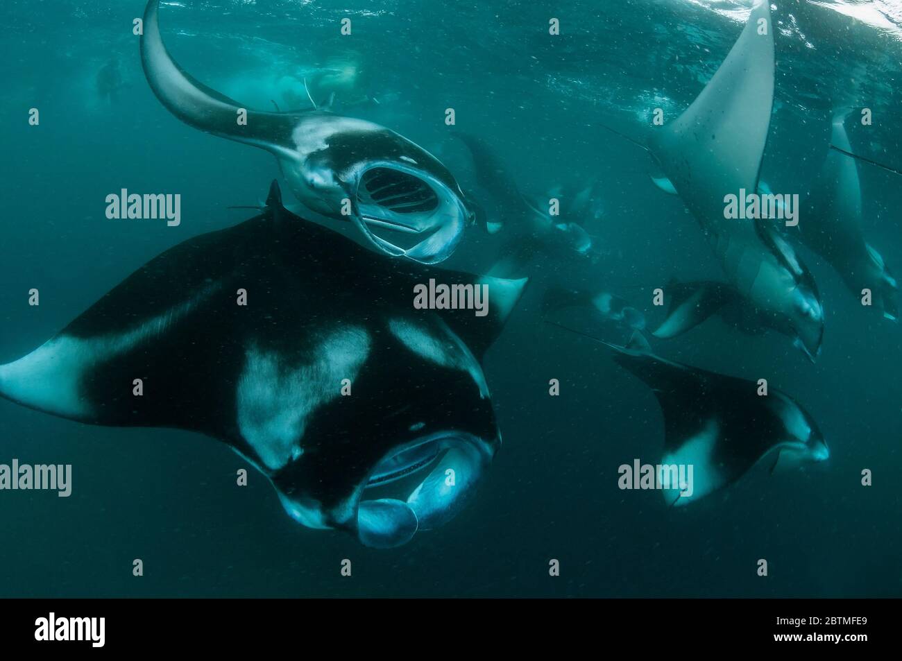 Large group of manta rays feeding on copepods, Hanifaru Bay, Maldives