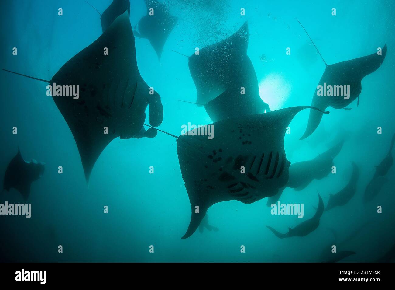 Large group of manta rays feeding on copepods, Hanifaru Bay, Maldives