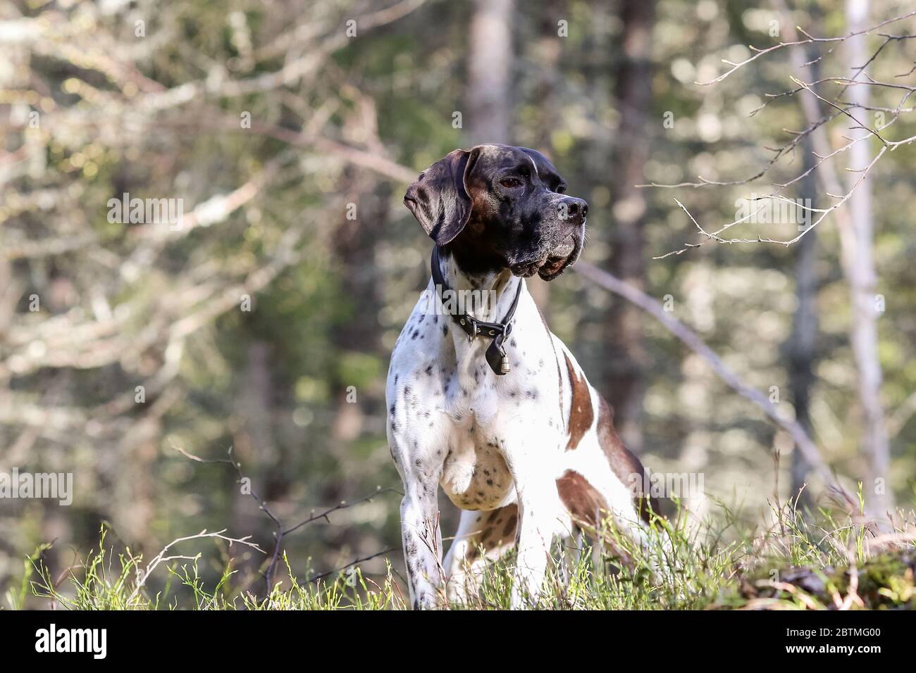Dog english pointer standing in the forest Stock Photo - Alamy
