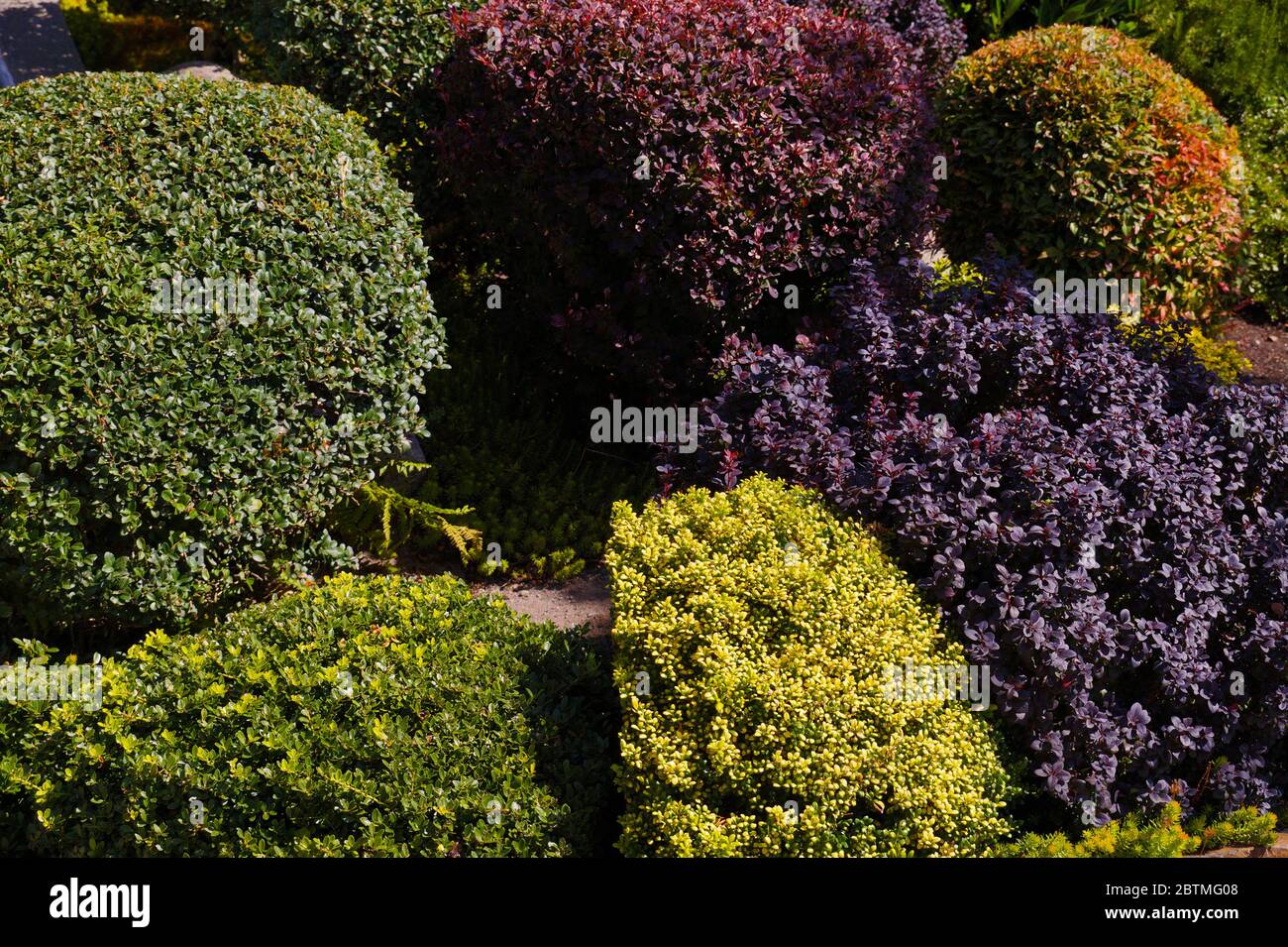 Many varieties of plants suitable for forming, including barberries. Rockery. Stock Photo