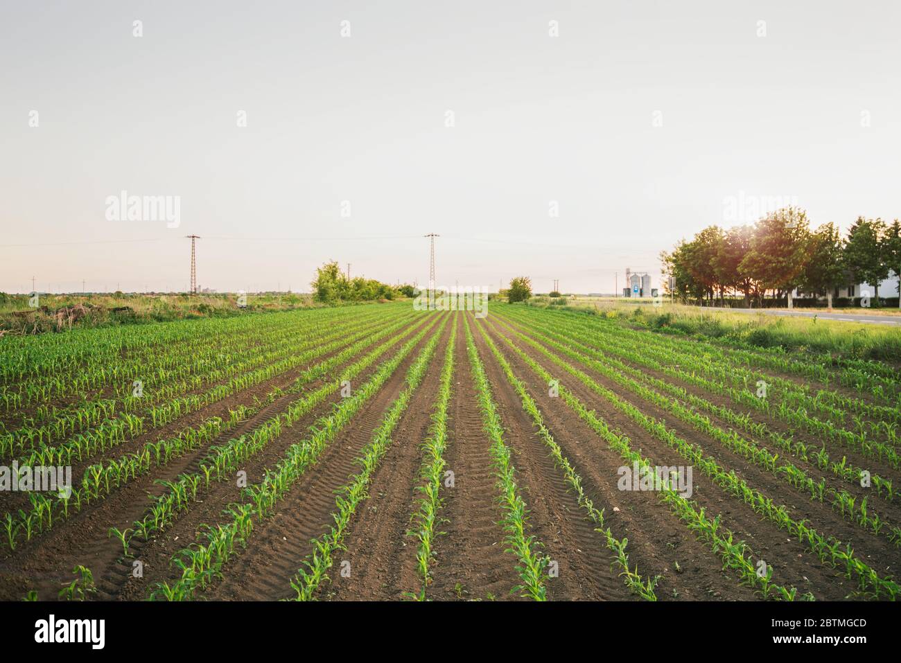 Young Corn Shoots High Resolution Stock Photography and Images - Alamy