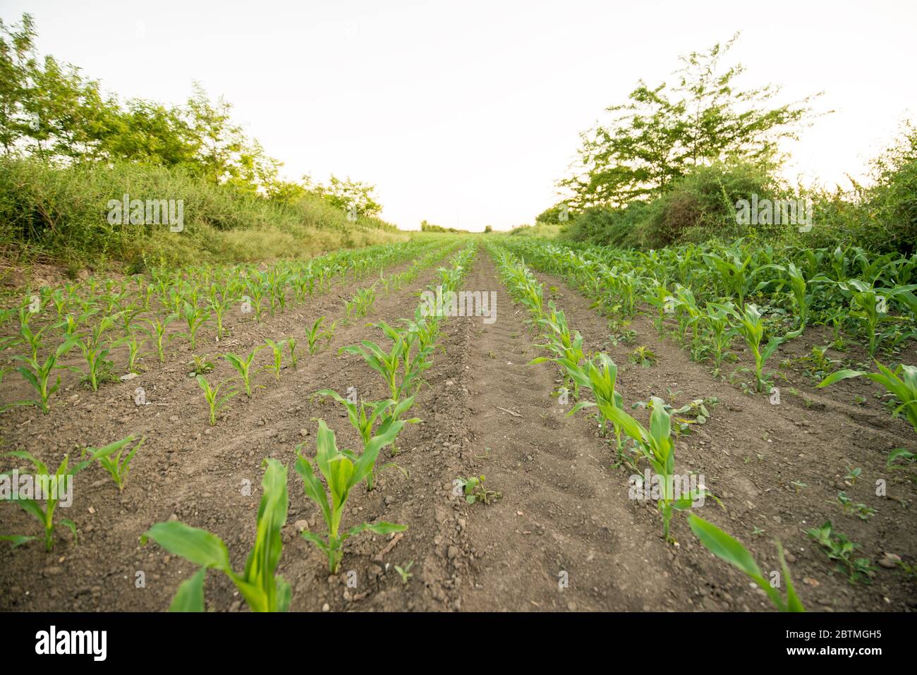 Young Corn Shoots High Resolution Stock Photography and Images - Alamy
