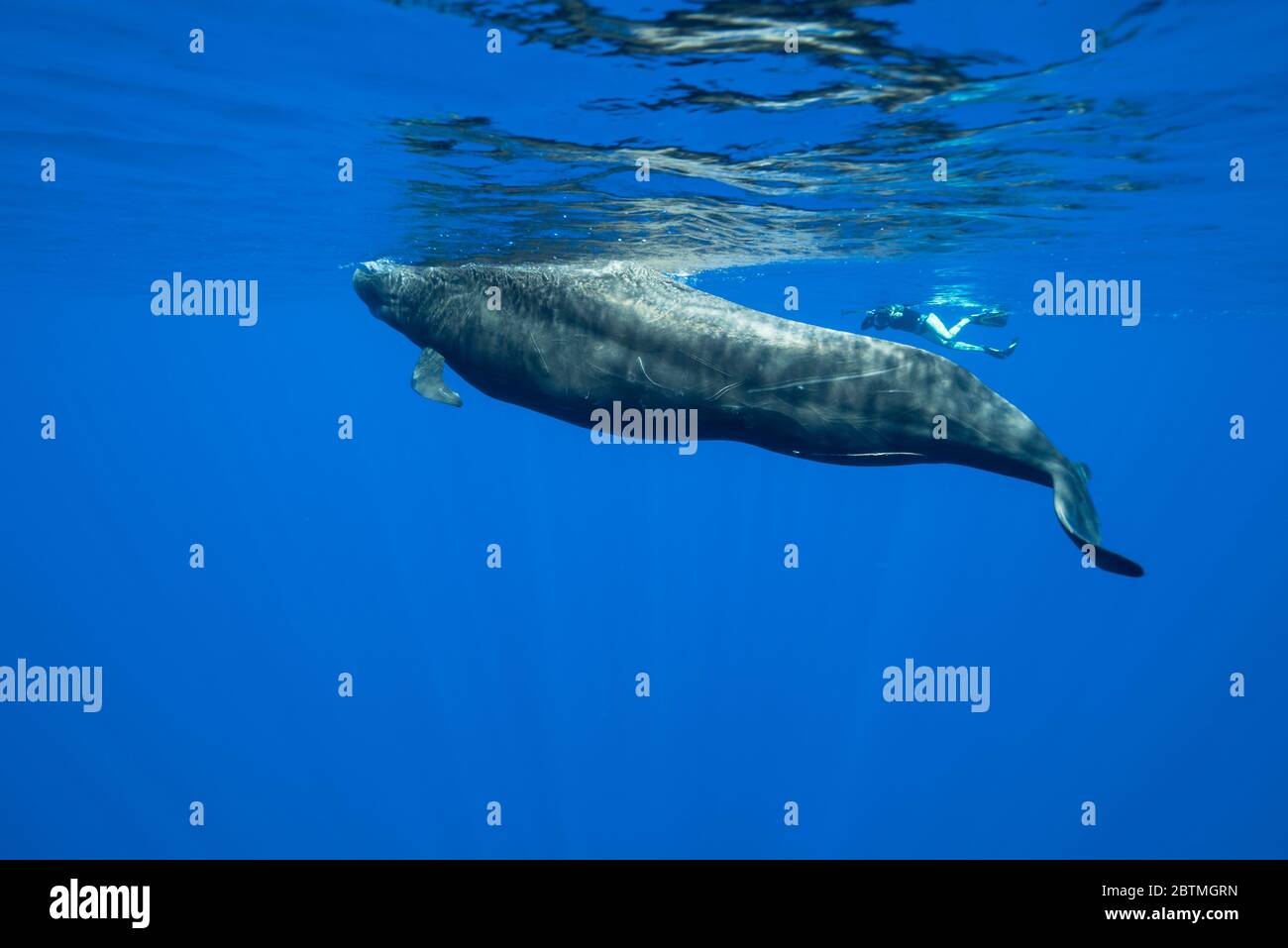 Short finned pilot whale coming to the surface, Indian Ocean, Mauritius. Stock Photo