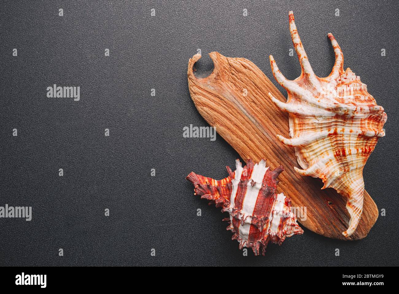 Sea shells on a dark background, flat lay Stock Photo