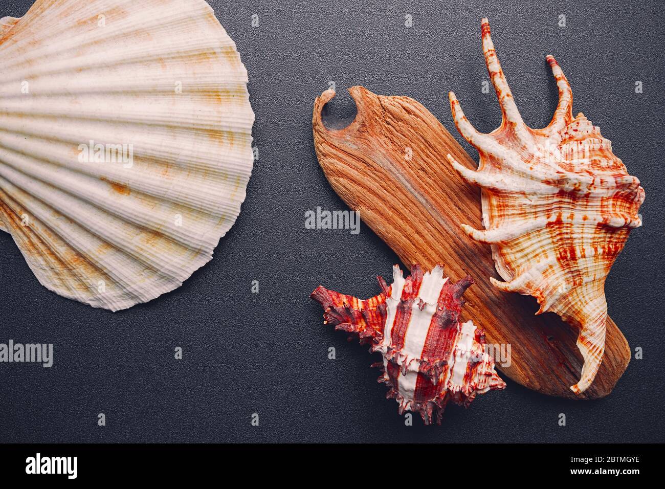 Sea shells on a dark background, flat lay Stock Photo