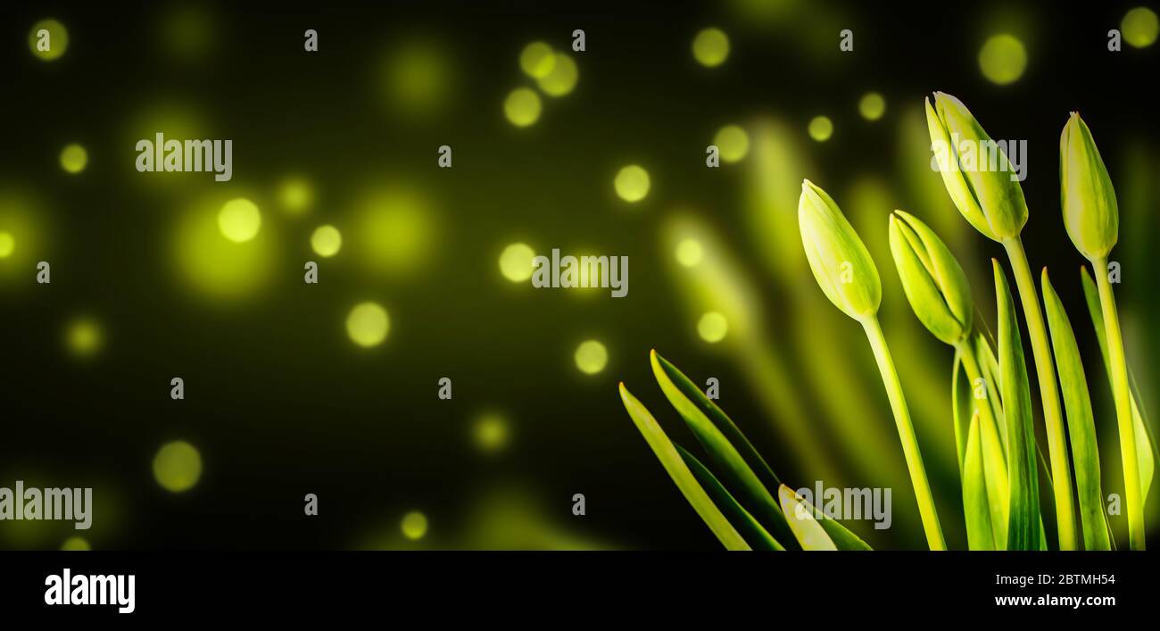 green tulip field isolated on black background, springtime flowers in sunlights Stock Photo
