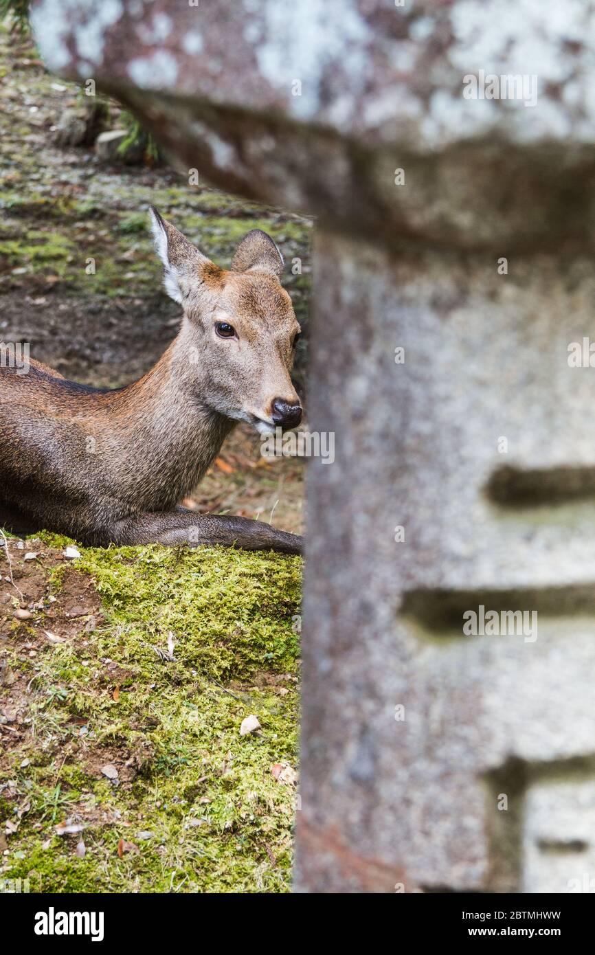Nara deer roaming free and resting in Nara Park, Japan Stock Photo