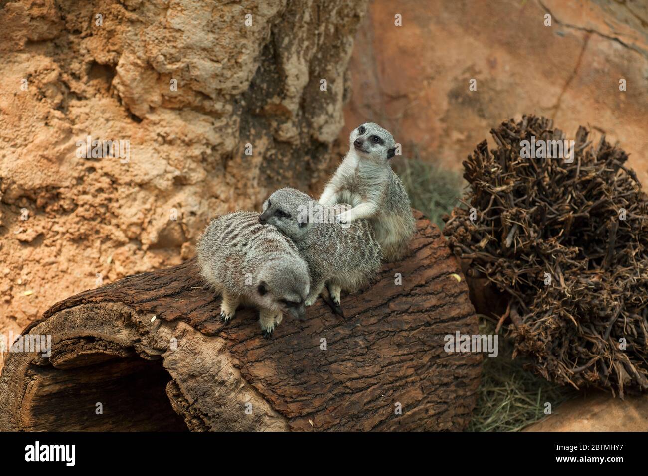 Horizontal view of a row of three funny meerkats over a log, one of them with watchful eyes, at the Lincoln Park zoo, Chicago, Illinois, USA Stock Photo
