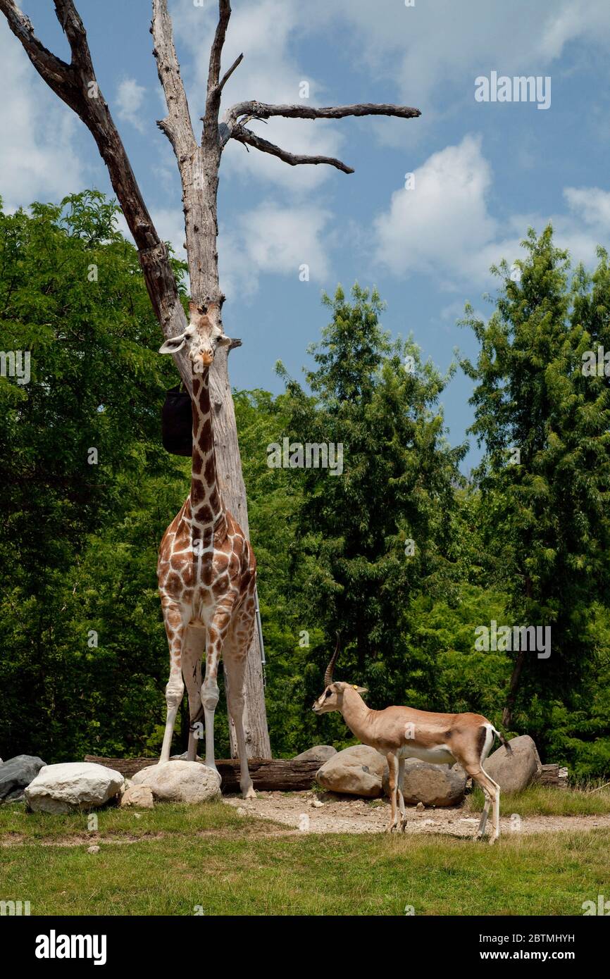 Vertical shot of a giraffe and a cervidae by a dry tree at the Lincoln Park zoo, Chicago, Illinois, USA Stock Photo