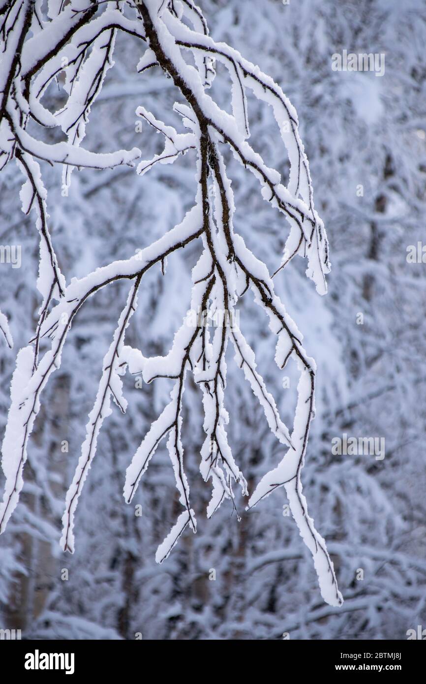 Snow Covered Branches Stock Photo