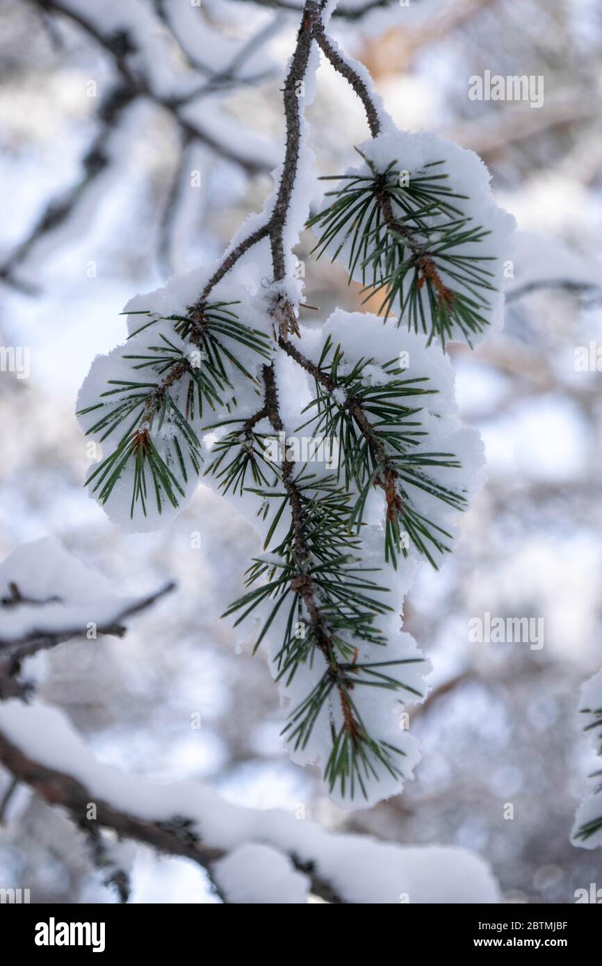 Snow Covered Pine Needles Stock Photo