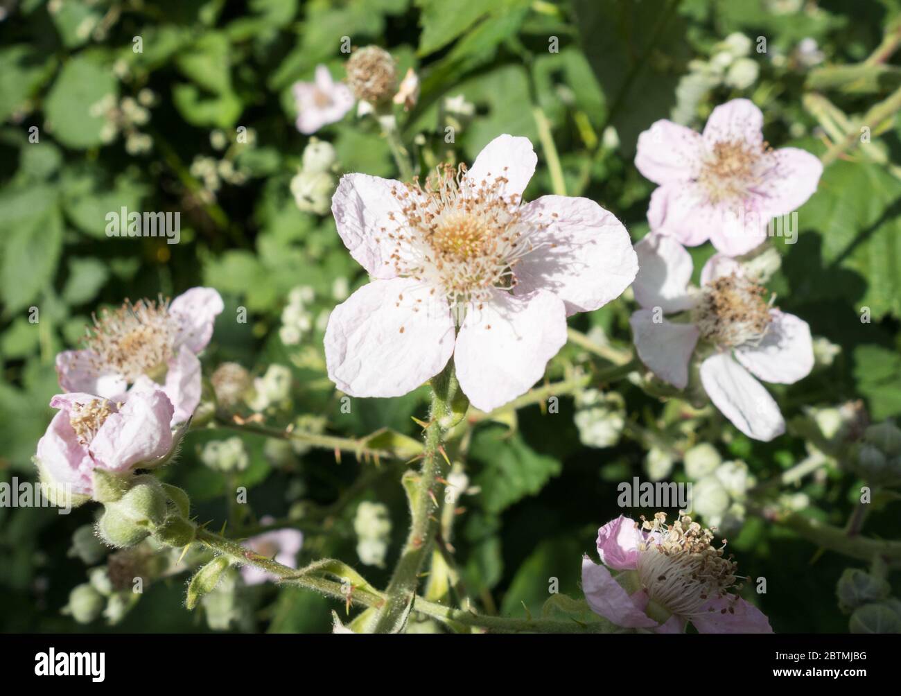 Himalayan blackberry or Rubus Armeniacus Stock Photo