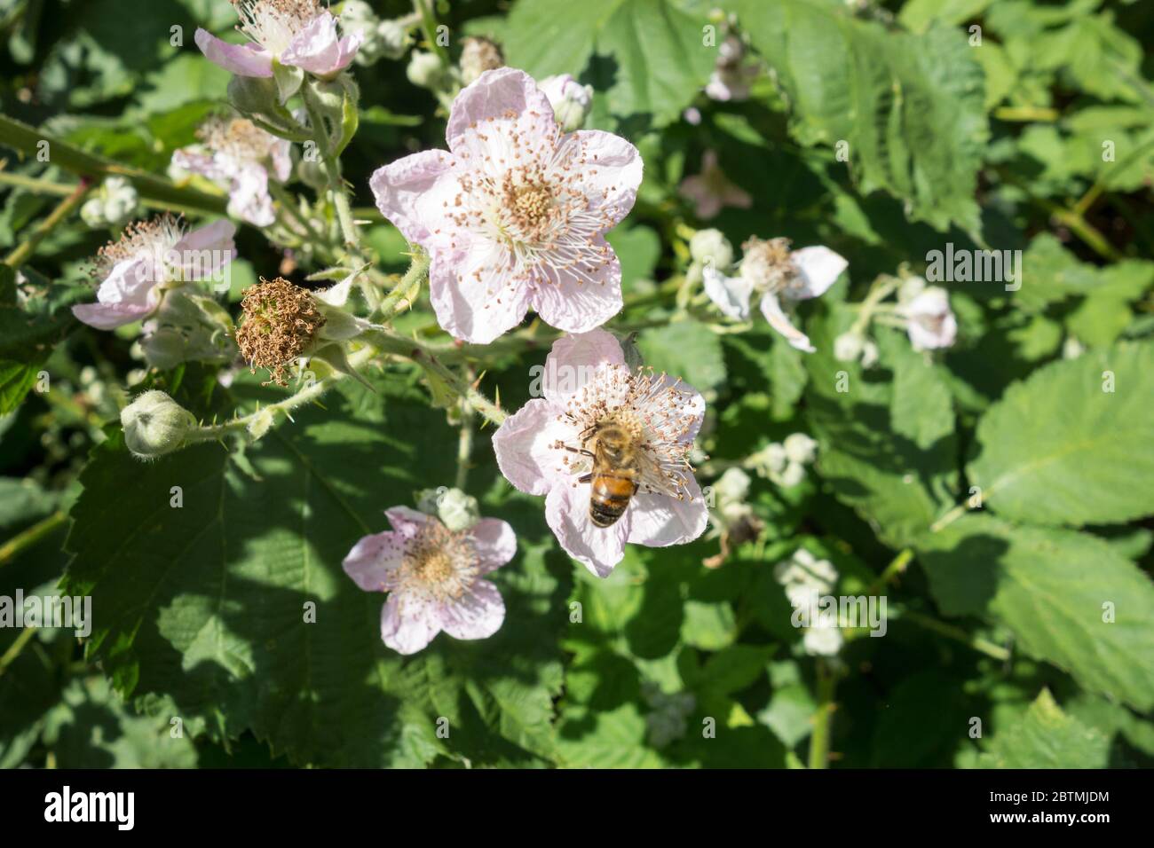 Himalayan blackberry or Rubus Armeniacus Stock Photo
