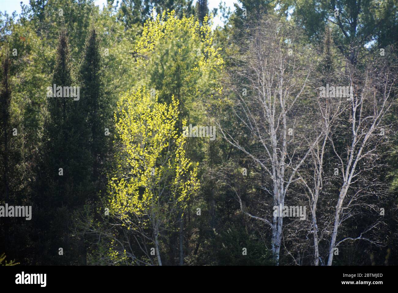New spring growth on trees in Northern Ontario forests and woods Stock