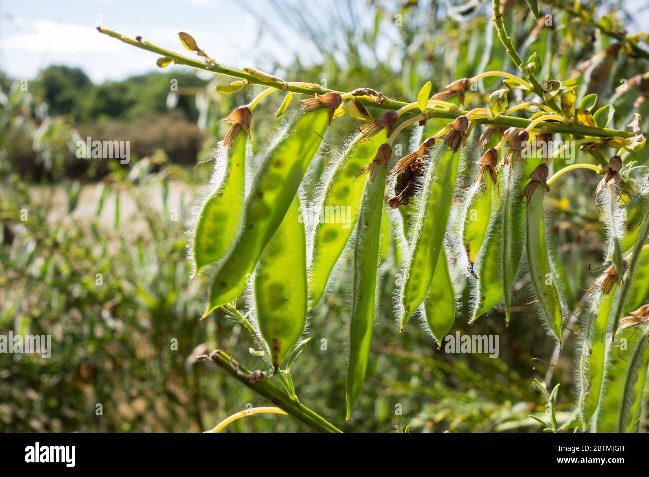 Seed pods or legumes of Cytisus scoparius or Scotch broom Stock Photo -  Alamy
