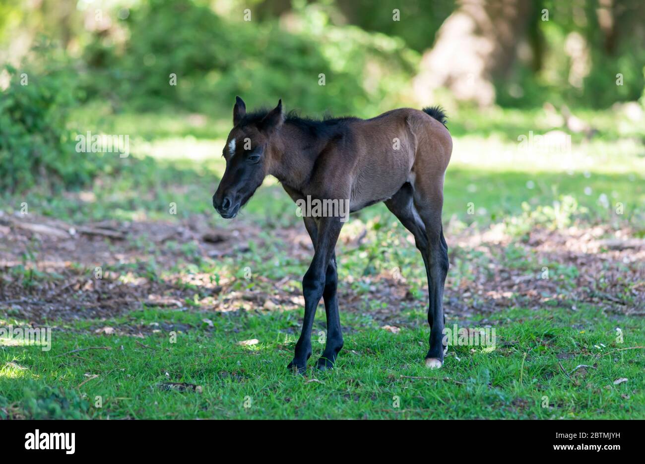 Adorable dark bay foal of New Forest pony walking in shade on summer day in green garden Stock Photo