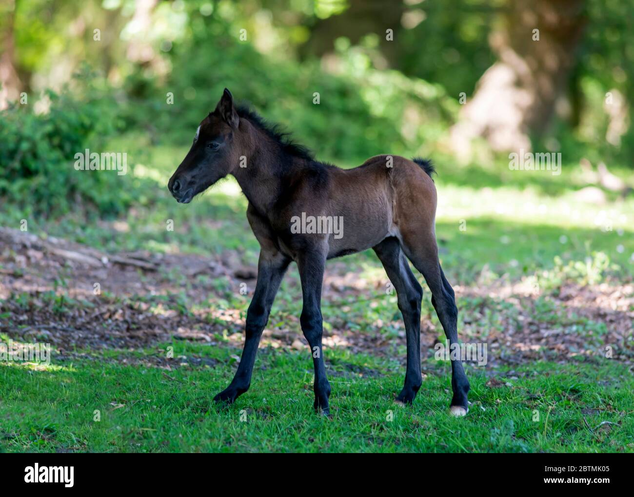 Cute dark bay foal of New Forest pony standing on green grass and looking away on blurred background of green garden on summer day Stock Photo