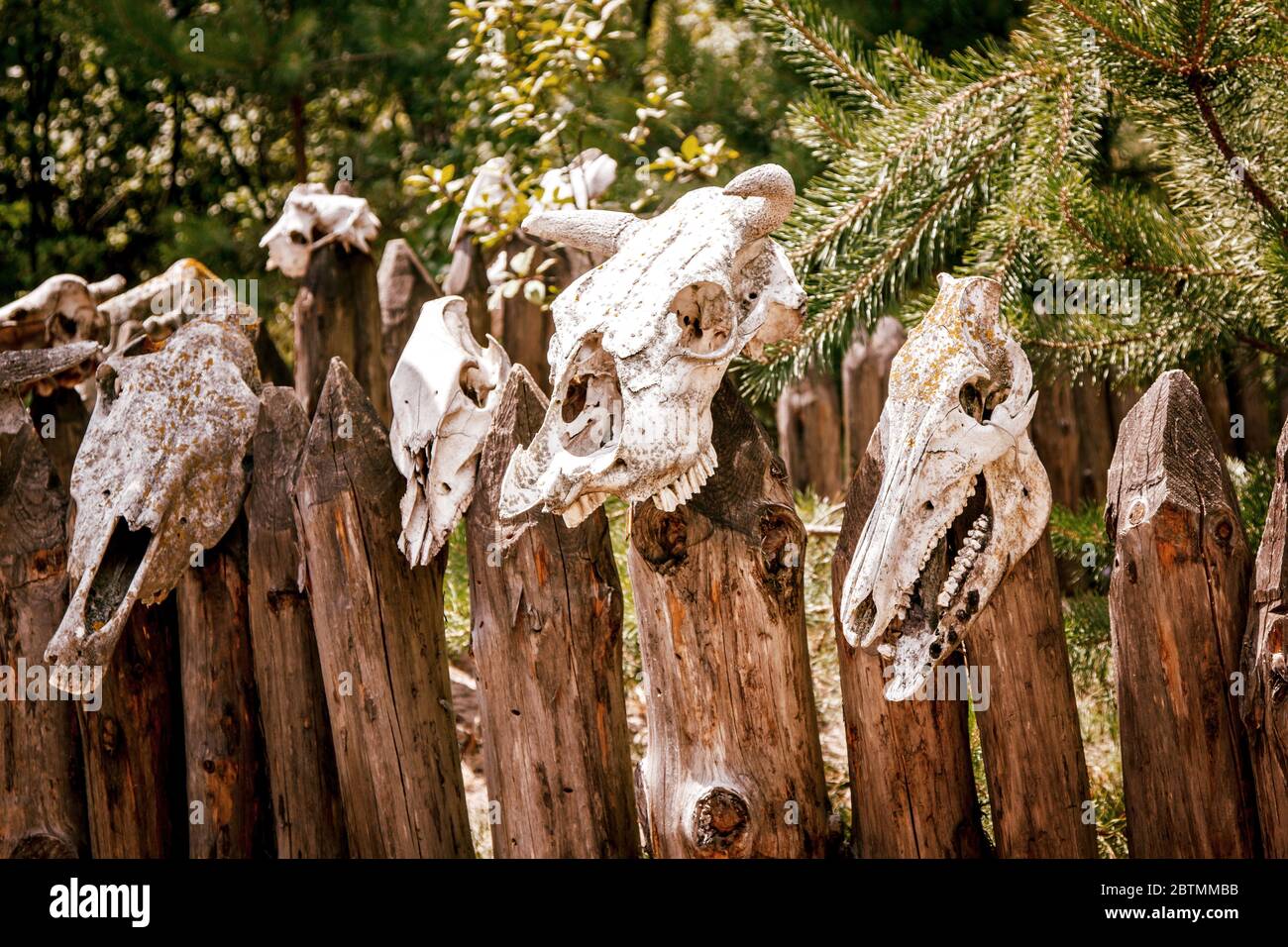 mystical place with dead heads for magic rituals Stock Photo