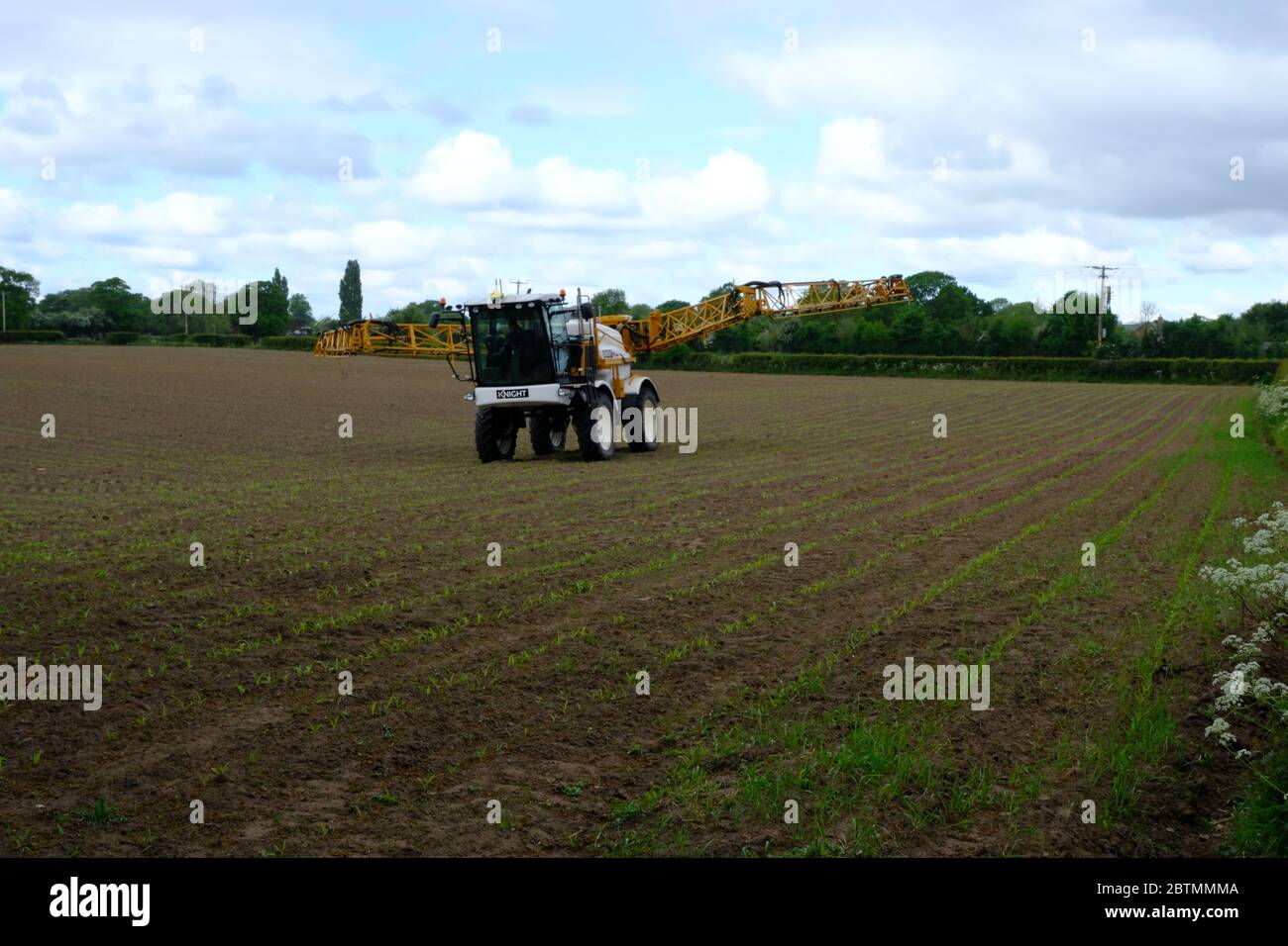 Farm Contractor, Spraying spring sown maize, Agriculture, Farming, Tractor, Chemical, Tending Crops, Maize Crop, Cultivating, Hedge, Hedgerow, Cheshir Stock Photo