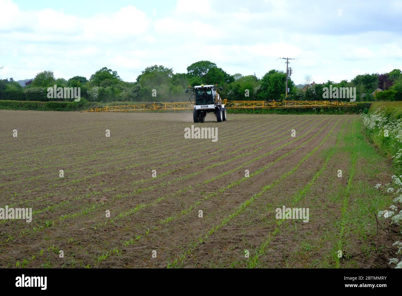 Farm Contractor, Spraying spring sown maize, Agriculture, Farming, Tractor, Chemical, Tending Crops, Maize Crop, Cultivating, Hedge, Hedgerow, Cheshir Stock Photo