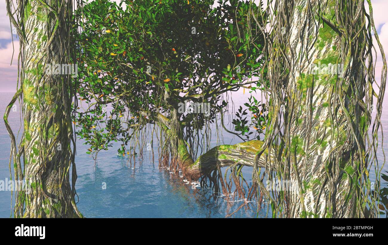 Red mangroves on Florida coast Stock Photo