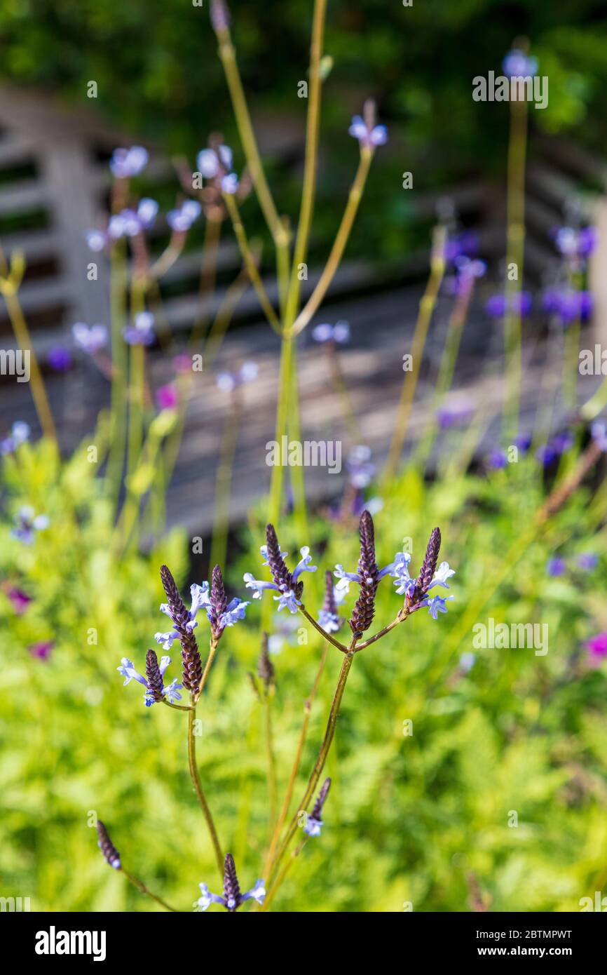 A varietly of plants in a Kent cottage Garden, UK Stock Photo Alamy