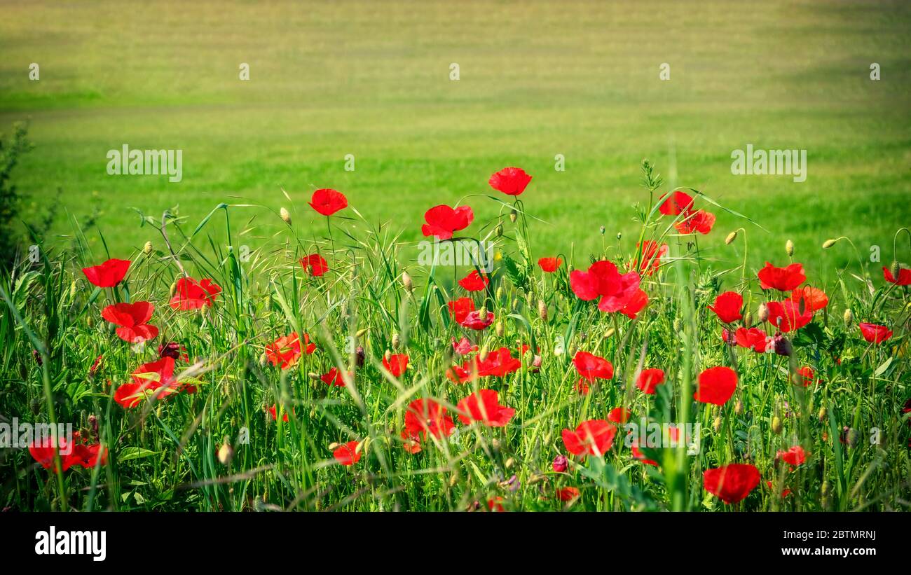 Tuscan countryside with poppies hi-res stock photography and images - Alamy