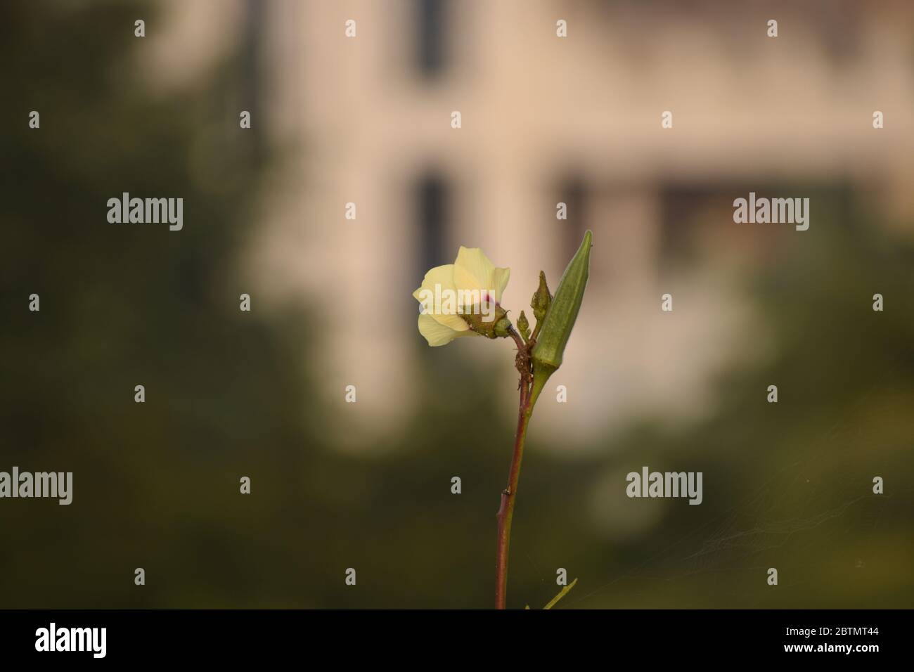 Yellow Lady Finger flower with blur background, yellow color ladies