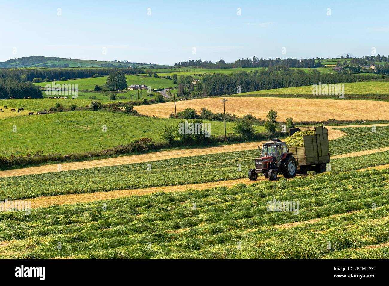 Drinagh, West Cork, Ireland. 27th May, 2020. On a very sunny day in West Cork, Evan Wilson, driving a Massey Ferguson 398, draws silage to the pit on the farm of George Wilson, Drinagh.Credit: AG News/Alamy Live News Stock Photo