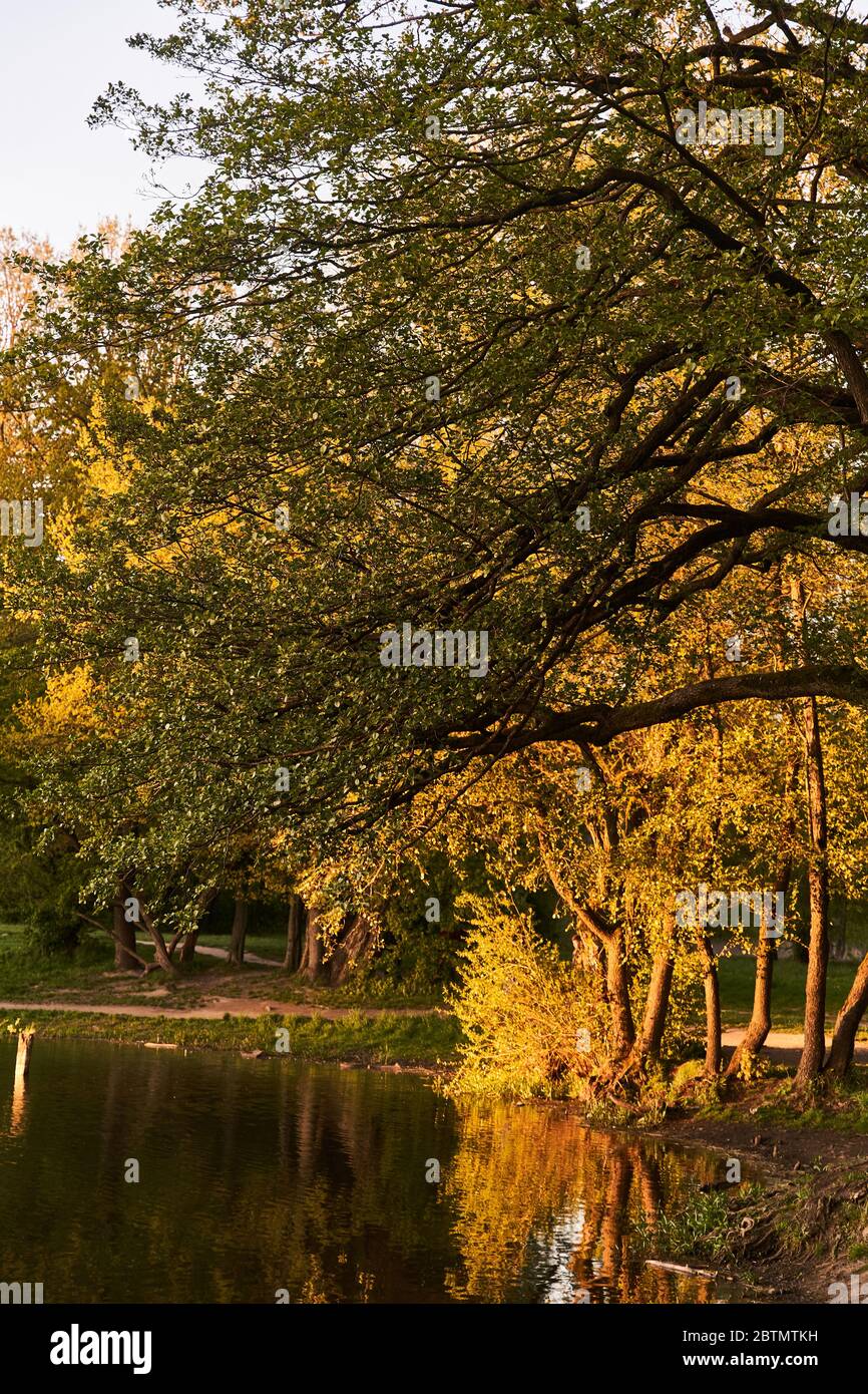 Pond in the park. Golden sunset sun Stock Photo - Alamy