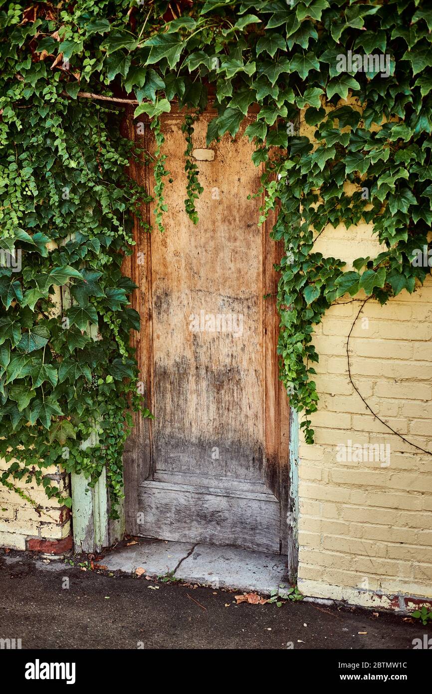 Vertical photograph of a weathered wood doorway in a cream yellow painted brick wall. Door is surrounded with lush green ivy. Stock Photo