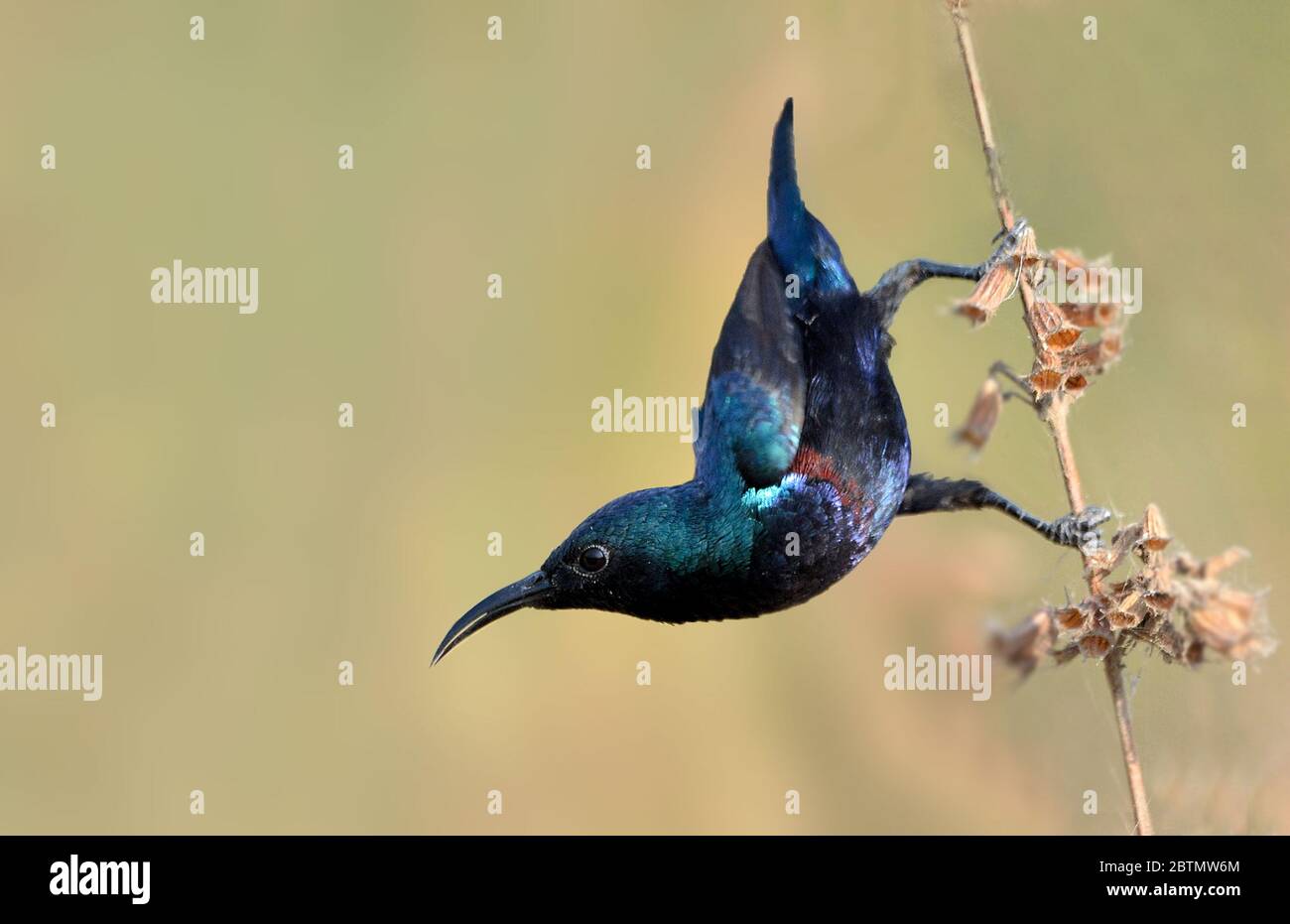 The purple sunbird is a small bird in the sunbird family found mainly in South and Southeast Asia but extending west into parts of the Arabian peninsu Stock Photo