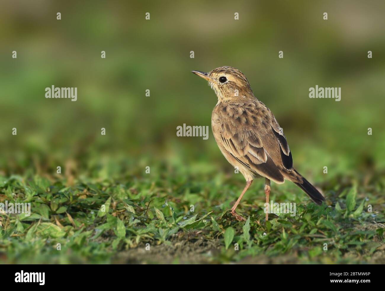 The paddyfield pipit or Oriental pipit is a small passerine bird in the pipit and wagtail family. It is a resident breeder in open scrub, grassland. Stock Photo