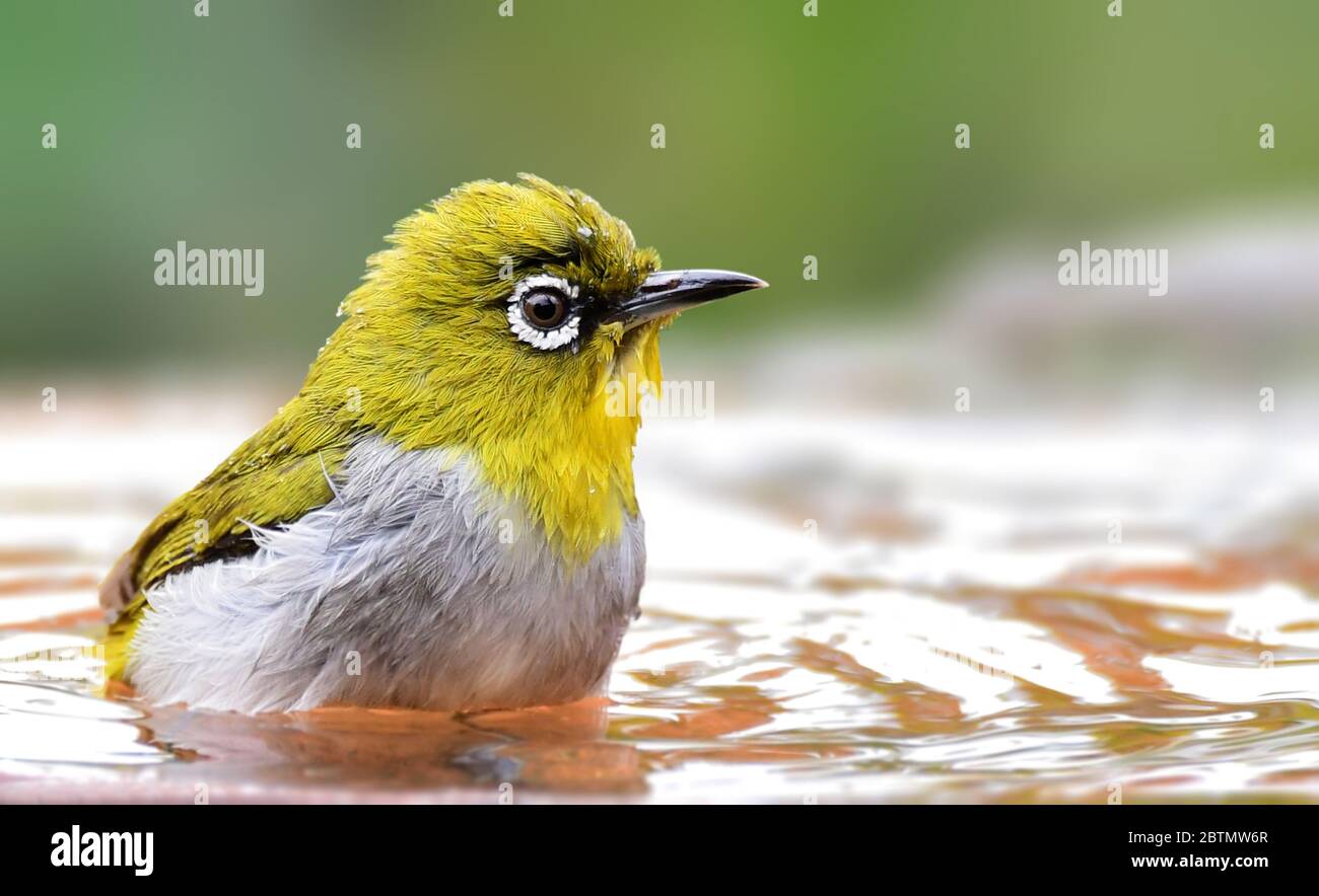 Hyperactive little yellow bird with an off-white belly and white “spectacles.” Found in a wide range of habitats. Stock Photo