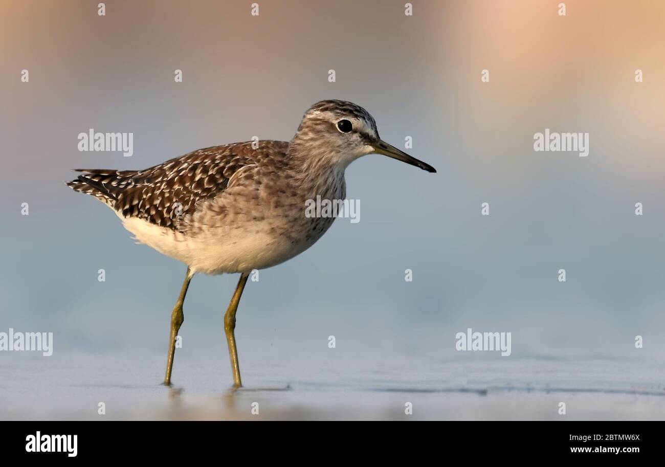 The wood sandpiper is a small wader. This Eurasian species is the smallest of the shanks, which are mid-sized long-legged waders of the family Scolopa Stock Photo