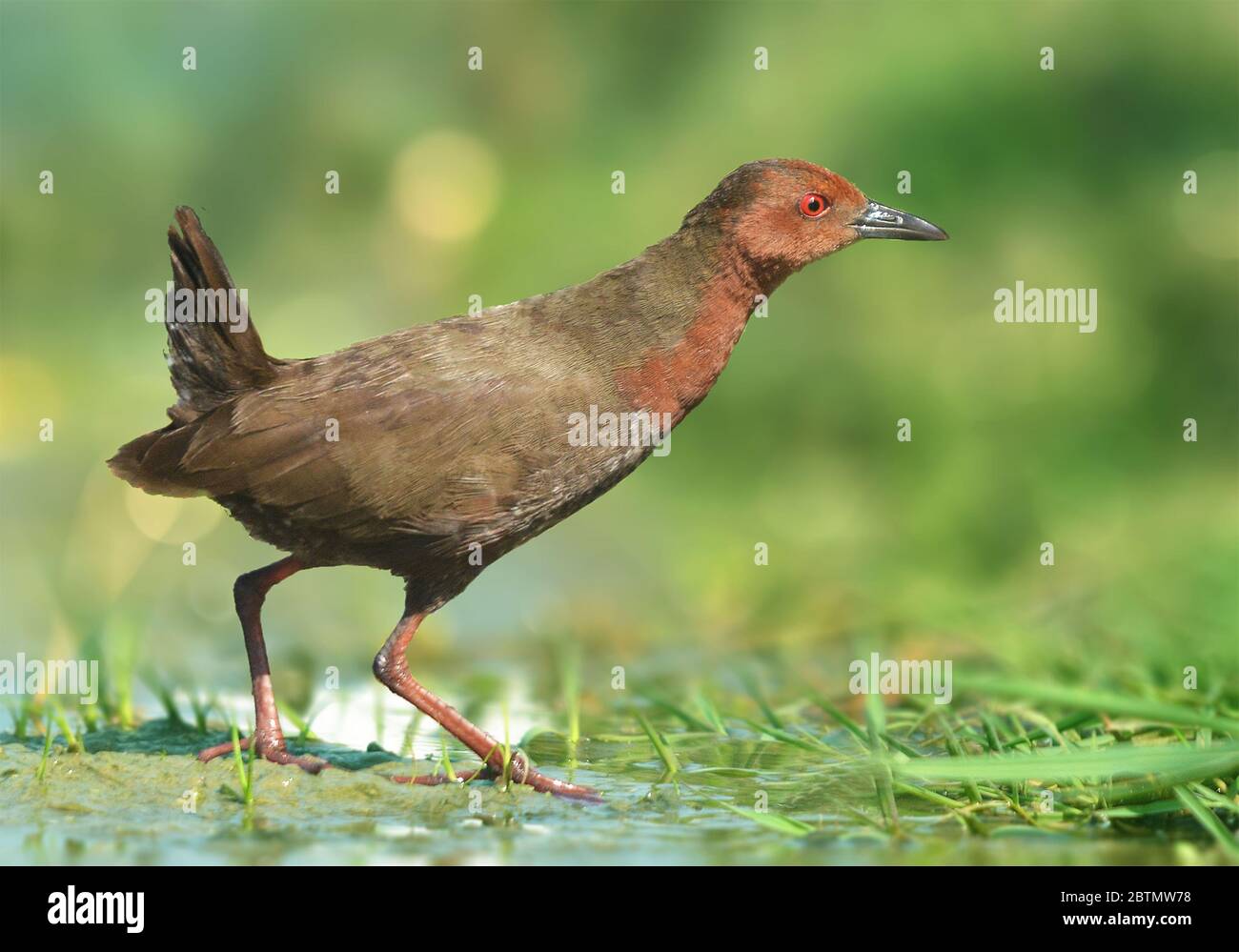 The ruddy-breasted crake, or ruddy crake, is a waterbird in the rail ...