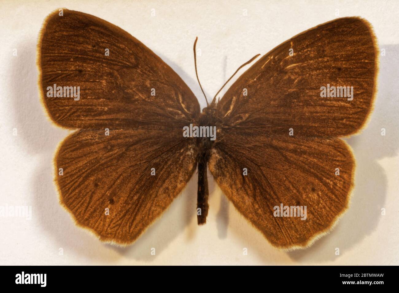 Photo butterfly Stock Photo