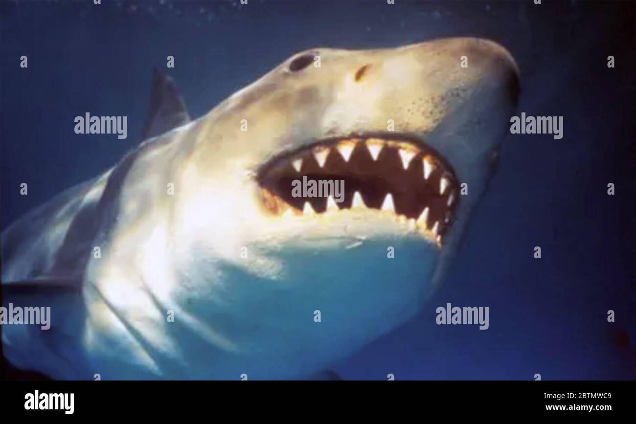 Jaws shark store on South Padre Island Stock Photo - Alamy
