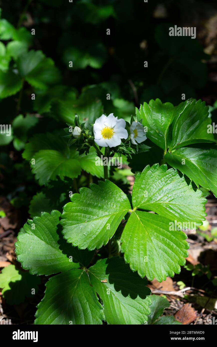 Strawberry plants (Fragaria × ananassa) in flower in a garden.  England, UK. Stock Photo