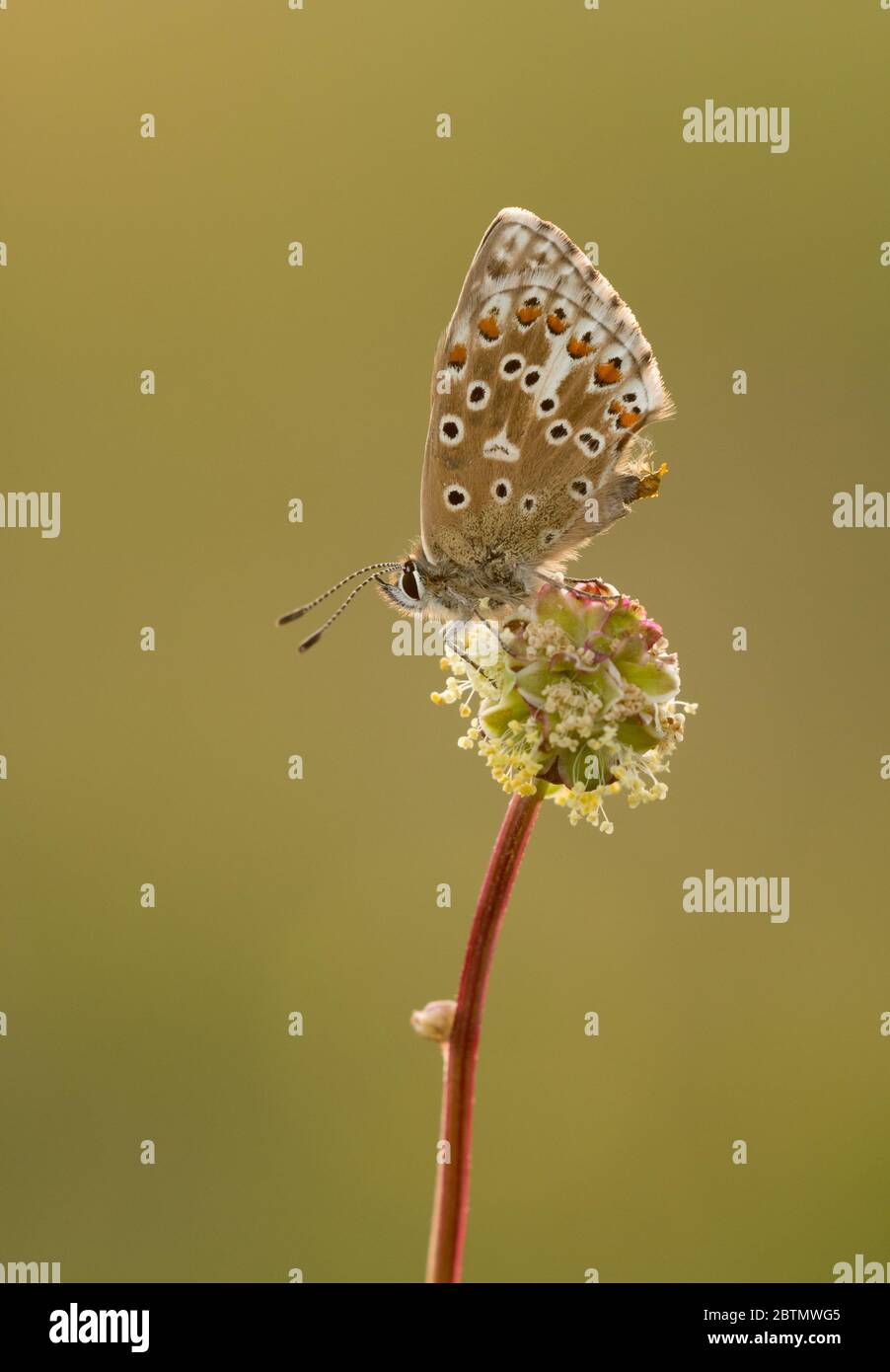 Female Adonis Blue (Polyommatus bellargus) butterfly roosting with it's wings closed, perched on a seedhead. Taken at Barnsley Warren SSSI, Cotswolds. Stock Photo