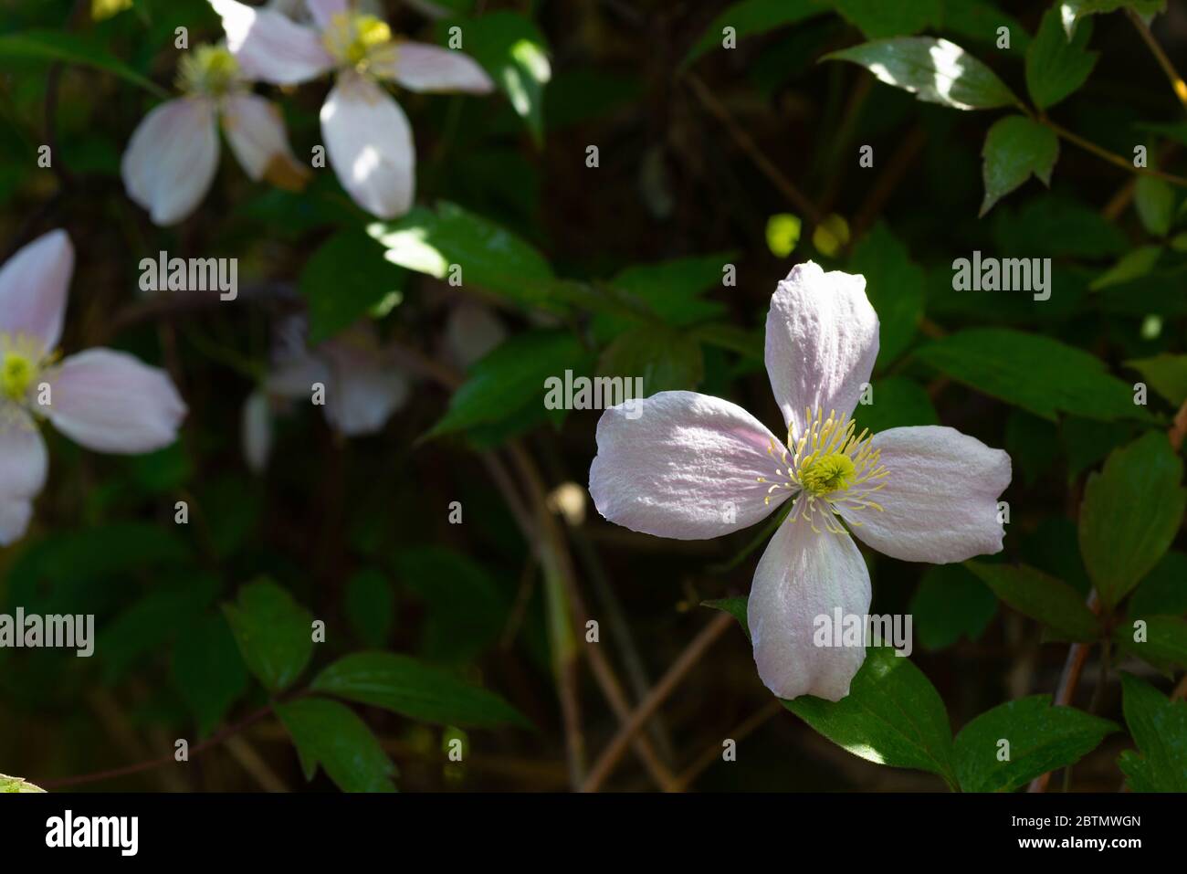 Clematis Montana 'Rubens' in flower. England, UK. Stock Photo