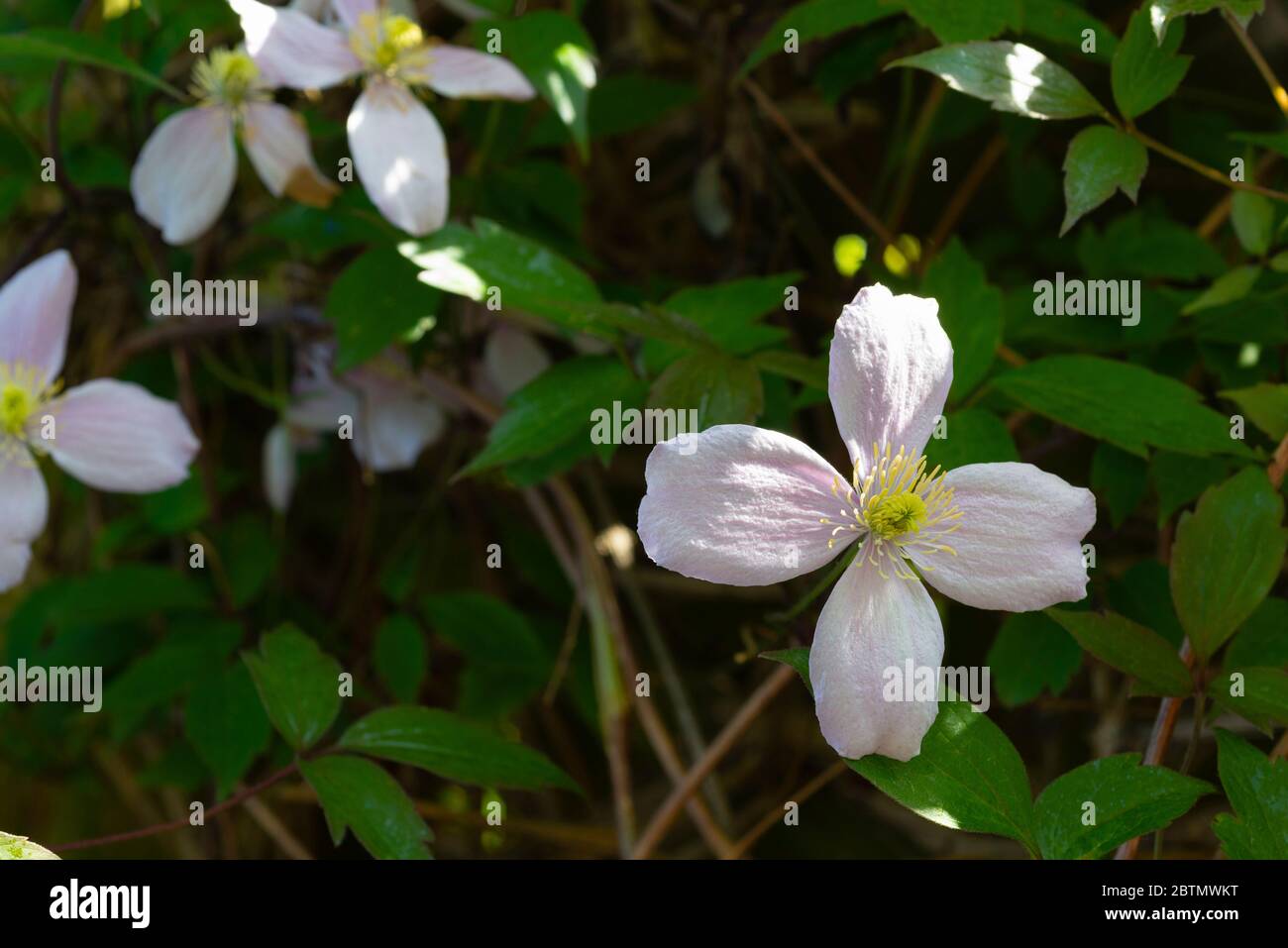 Clematis Montana 'Rubens' in flower. England, UK. Stock Photo