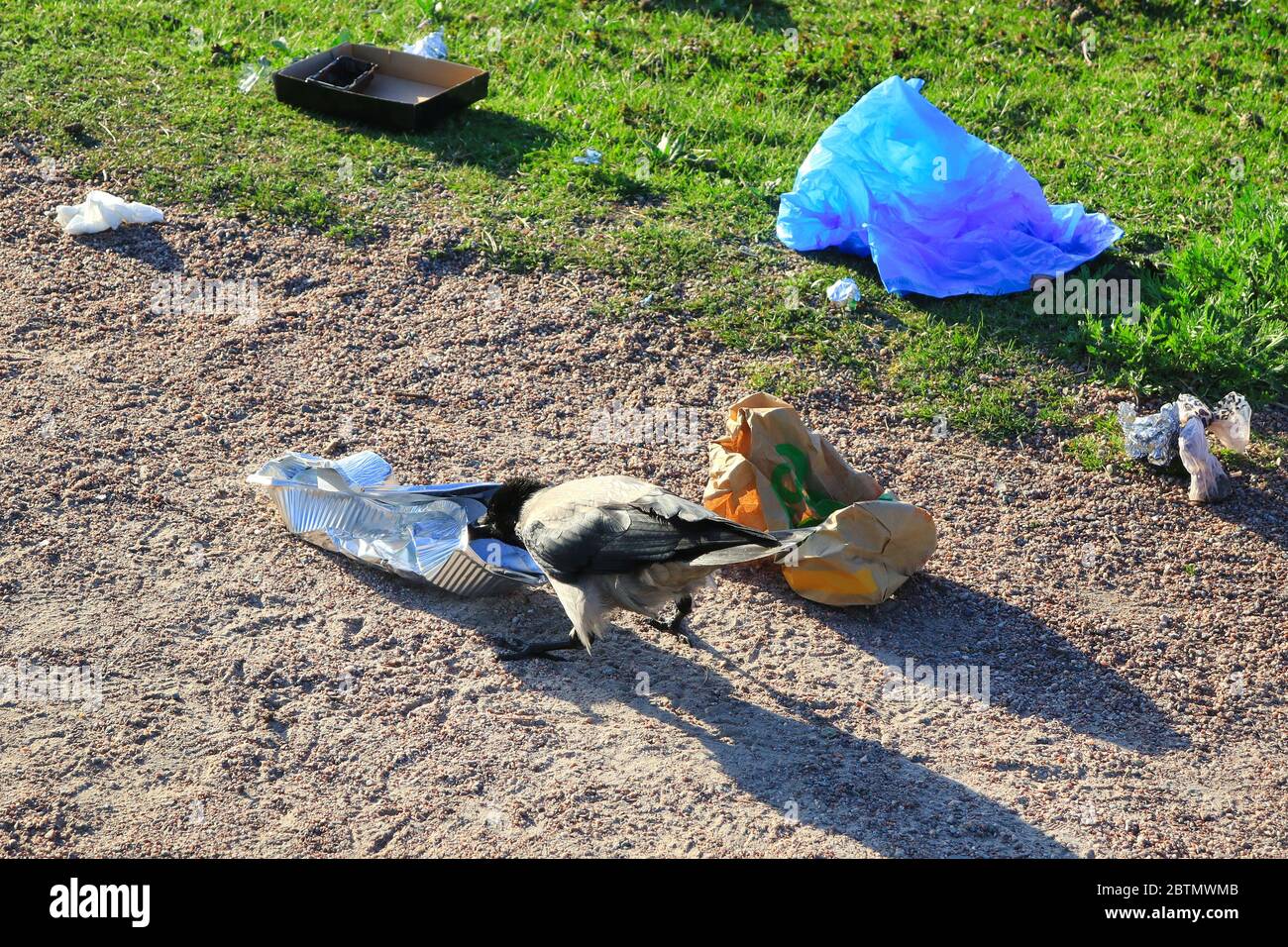 Hooded Crow, Corvus cornix, pecking a disposable aluminum foil food container tray on the ground near an overflowing trash can. Stock Photo