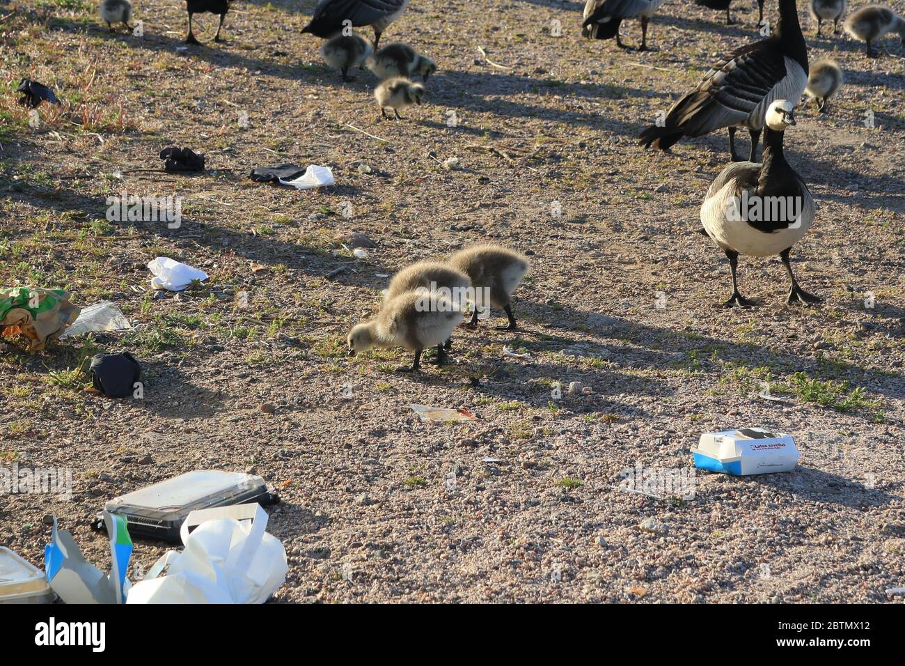 Barnacle geese, Branta leucopsis, adult birds with goslings finding grass to eat on seaside littered with rubbish. Helsinki, Finland. Stock Photo