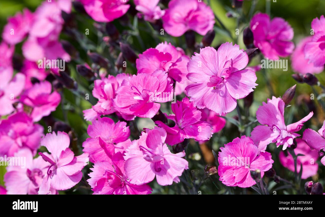 Dianthus ‘EverLast Burgundy Blush’ Stock Photo