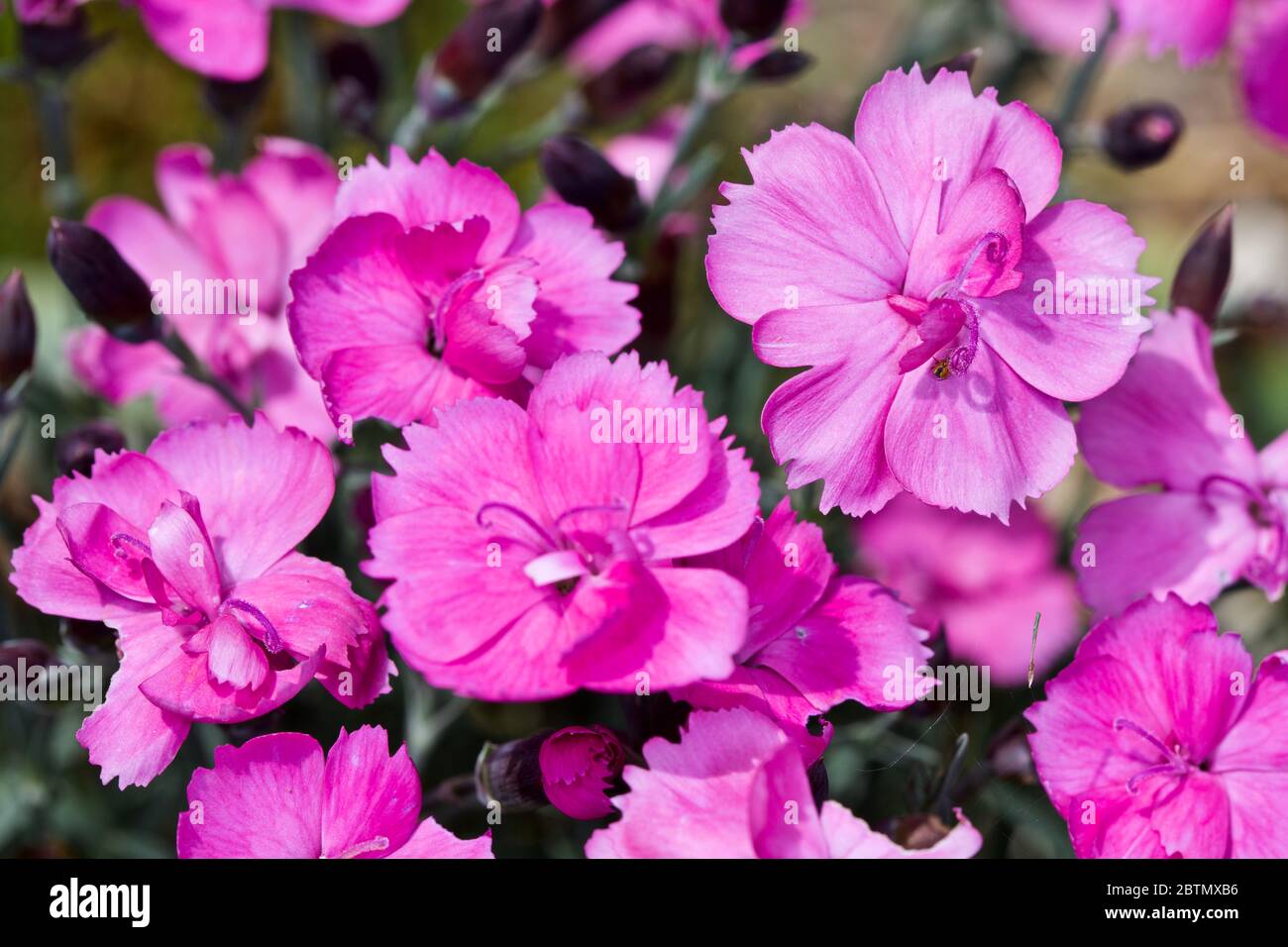 Dianthus ‘EverLast Burgundy Blush’ Stock Photo