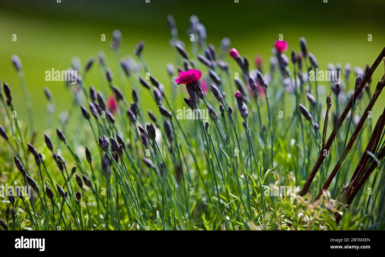 Dianthus flowers are also known as Pinks Stock Photo