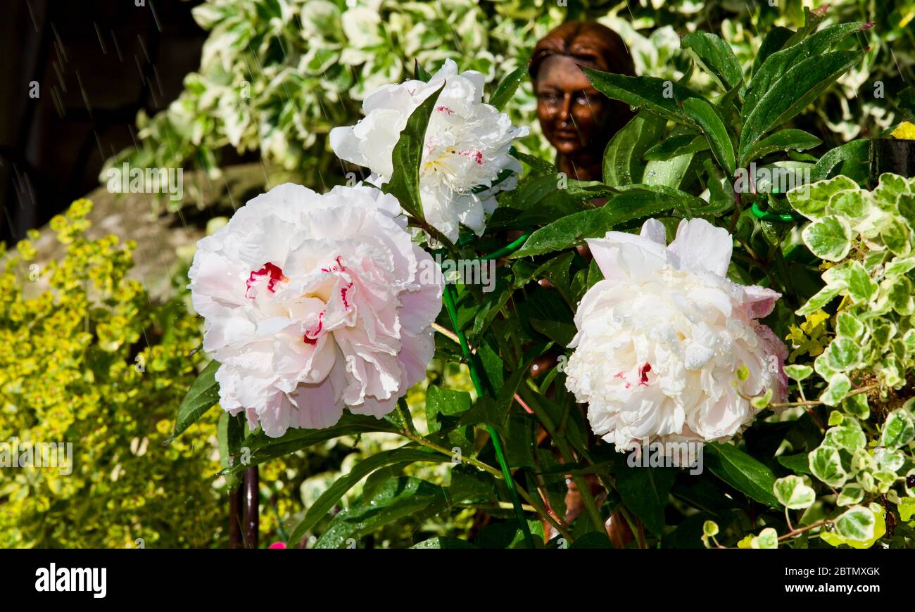 Paeonia lactiflora 'Shirley Temple' (Peony) Stock Photo